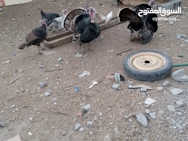 فسيفسات ذكوره وانثايه للبيع