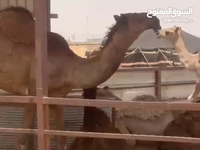 قعود مفرود كفو على بعير الموسي الموقع الخرج