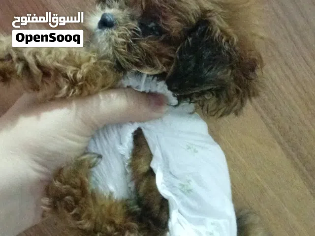 poodle tea cup  mail 2.5 month كلب بودل تي كب