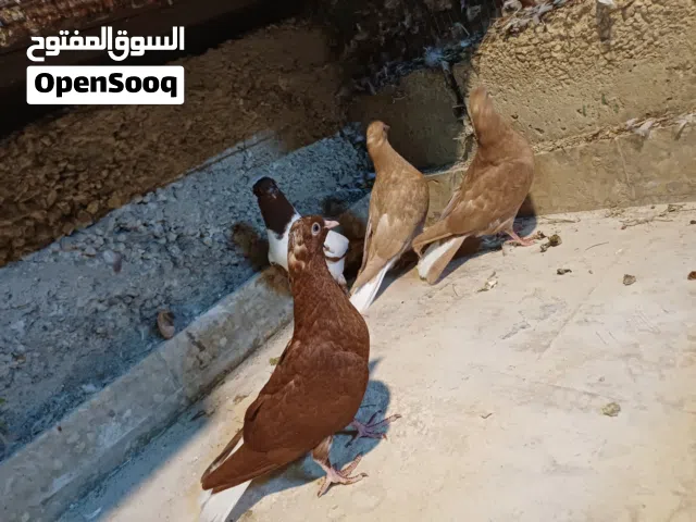 متاح 4 فراخ للبيع