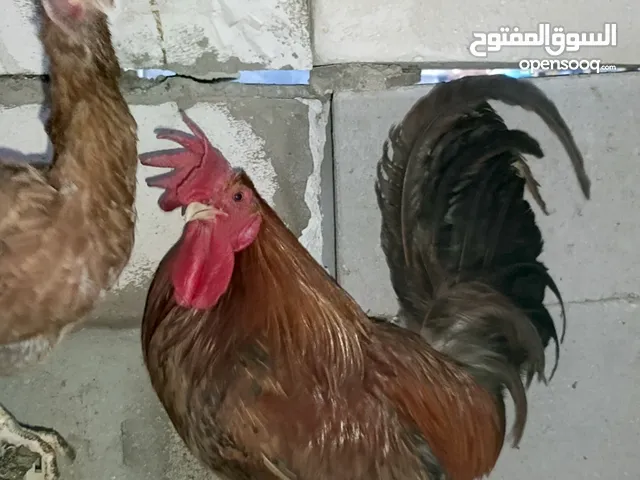 ديوجة للبيع