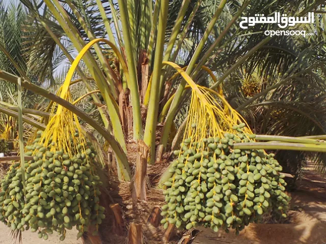 وحدة زراعية 52 دنم ع مدخل الشيخ حسين