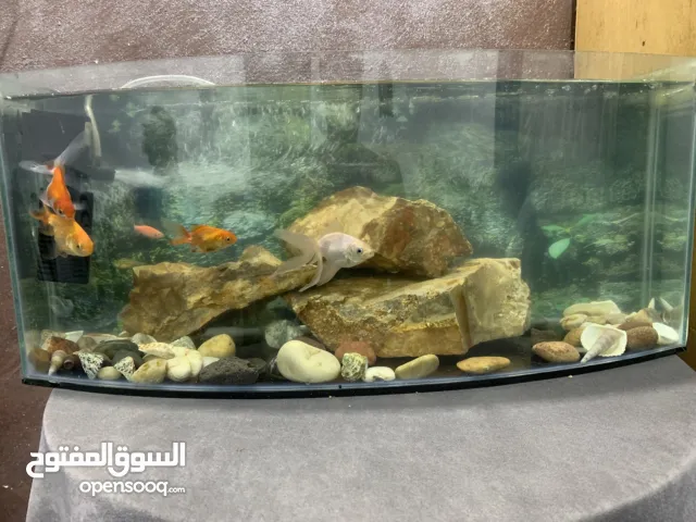 حوض سمك للبيع