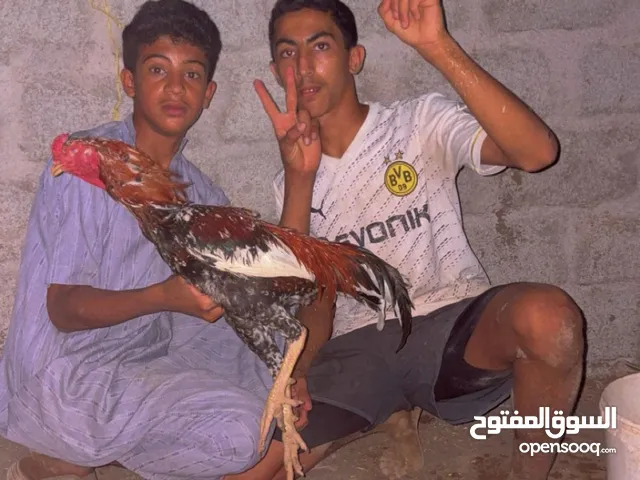 طير باكستاني