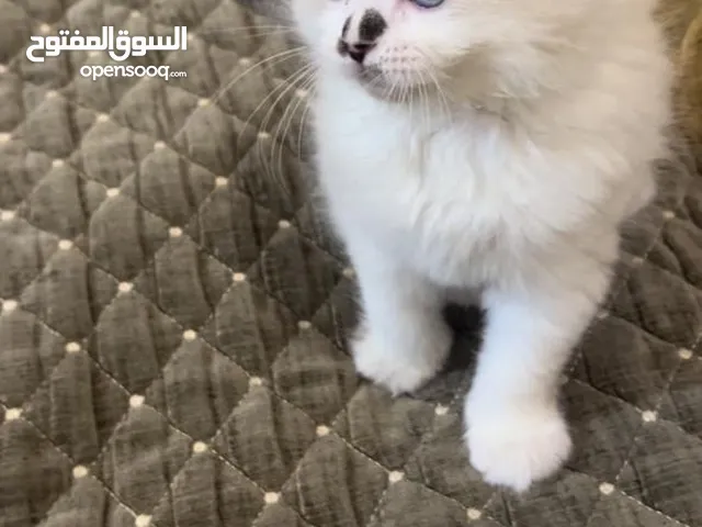 هملايا قطه لاتذب شعر ولاشي عمره شهر ونص بعده ماملقحه لازم يصير عمره شهرين يله تتلقح وياه بيته