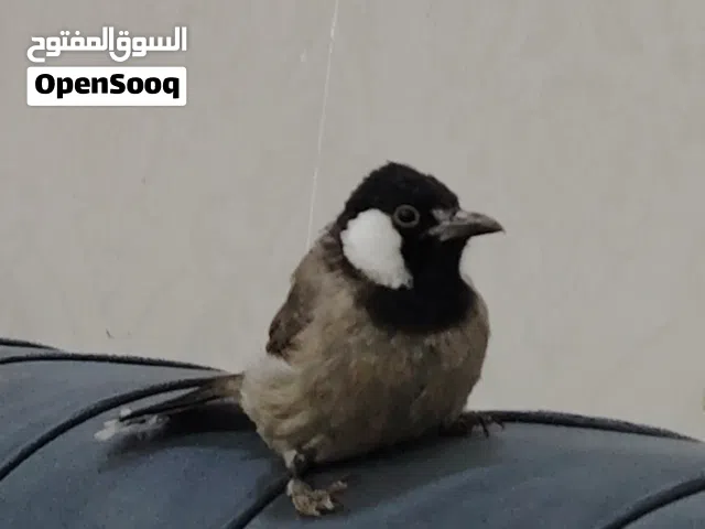 بلبل نثيه السعر 50 الف فول الافه