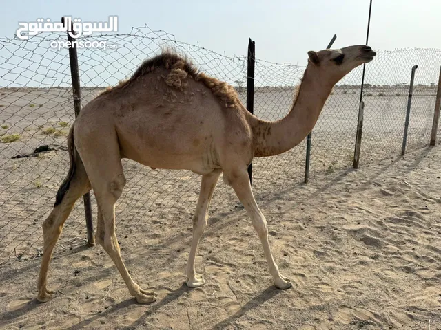 قعود للبيع سمين