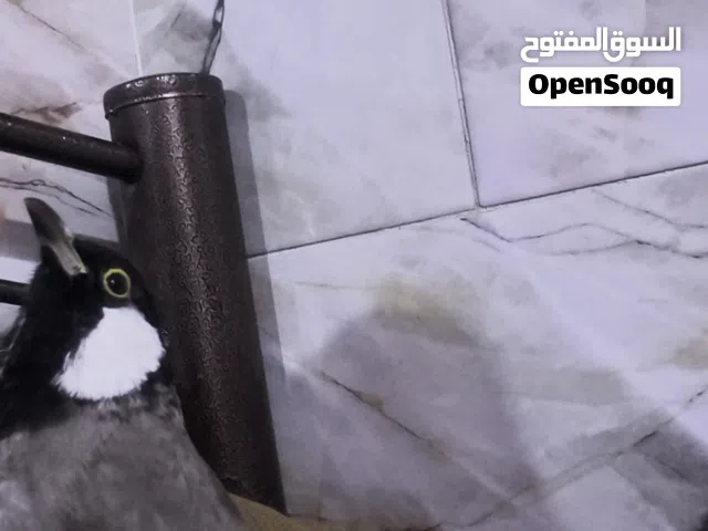 بلبل ربه طينه