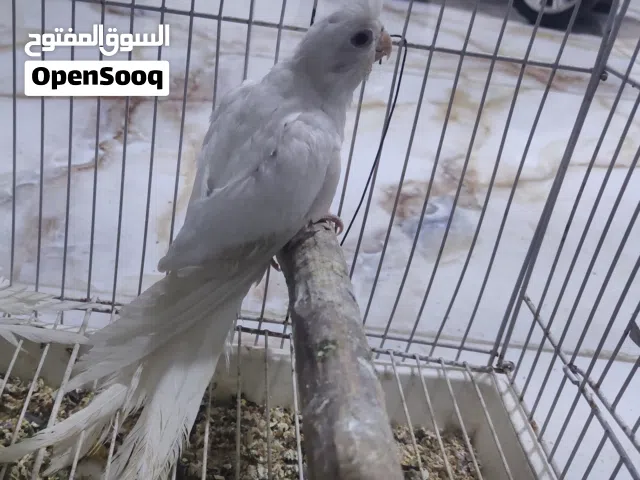 كوكتيل البينو عيون حمر