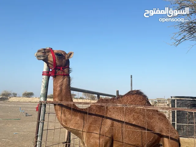 للبيع بكره مفرود رزين