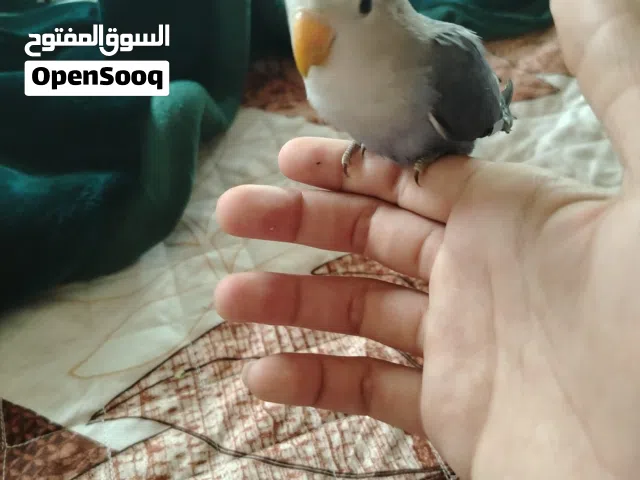 فرحين روز اليفات