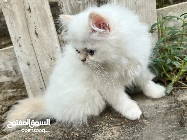 قطط هملايا للبيع عمر 3 اشهر نظيفات جدا لعوبات