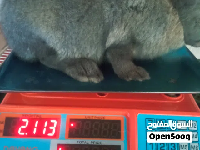 ارانب للبيع سلالات جيدة