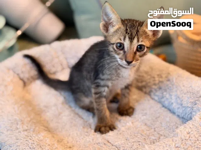 Kitten adoption needed