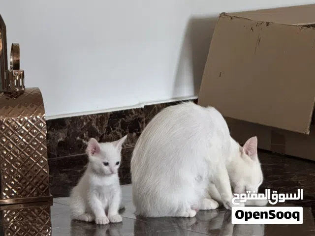 قط صغير و امه للتبني