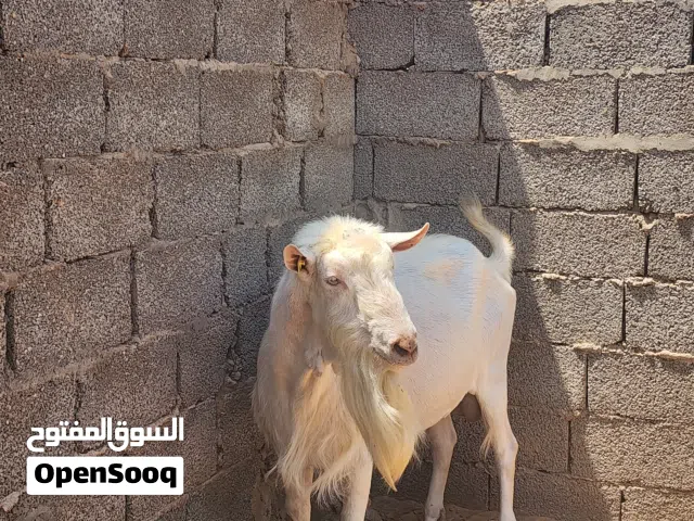 جدي فرنساوي
