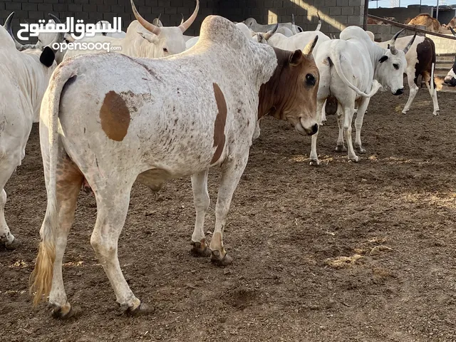 سلام عليكم عجول ربي يبارك متاعات عيد كيلو على16 حي المكان مصراته متوفر توصيل