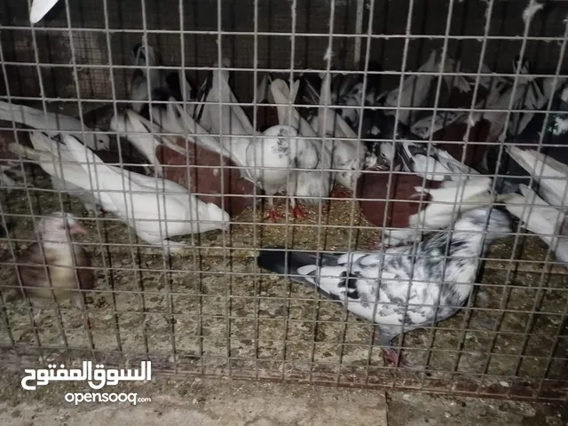 حمام عمانيات وباكستانيات للبيع