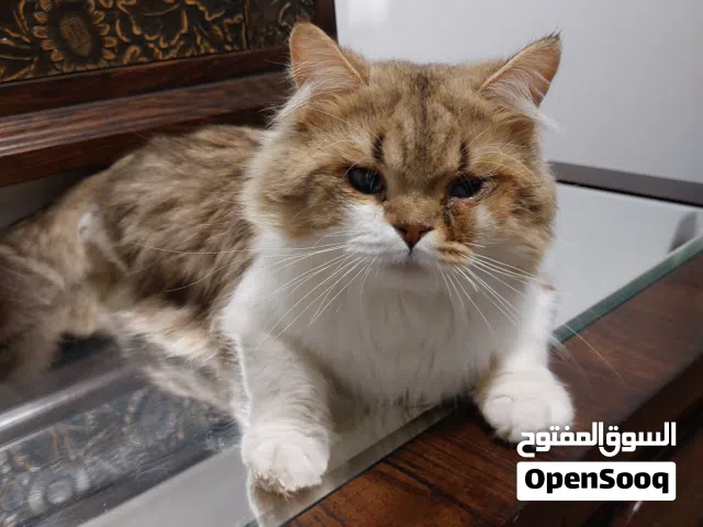 Male persian cat for adoption
