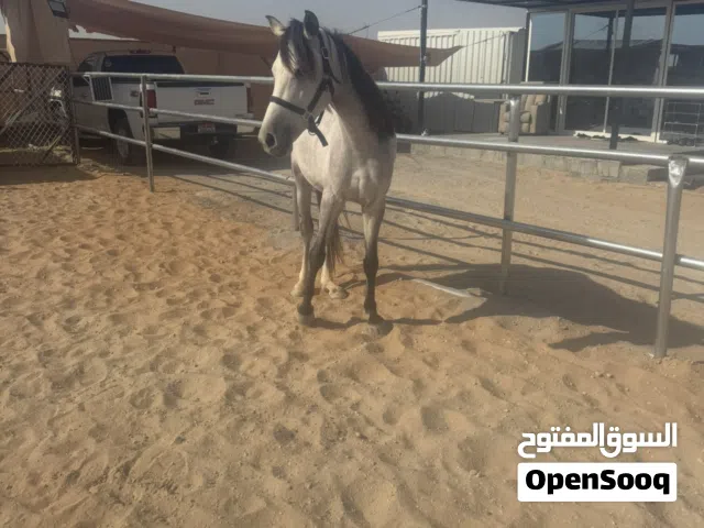 خيول معسوفه ف بوظبي للبيع موجود 3 فحول مهر + مهره