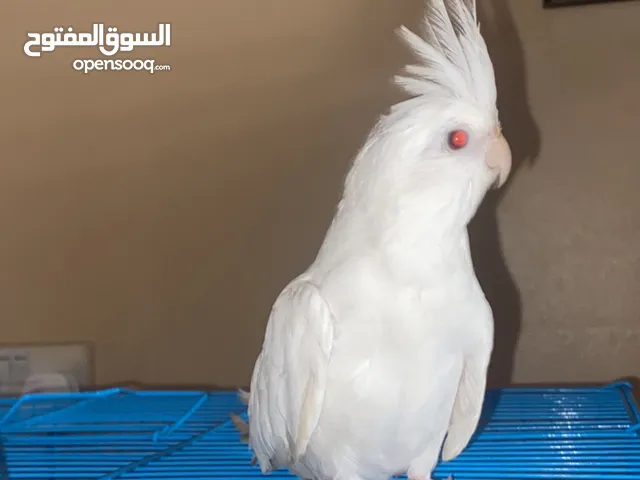 للبيع كوكتيل البينو