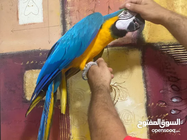 للبيع ماكو هدد بالبيت محيل ربوه
يتكلم صوت واضح تقريبن عشر كلمات
ويرقص حجم جانبو