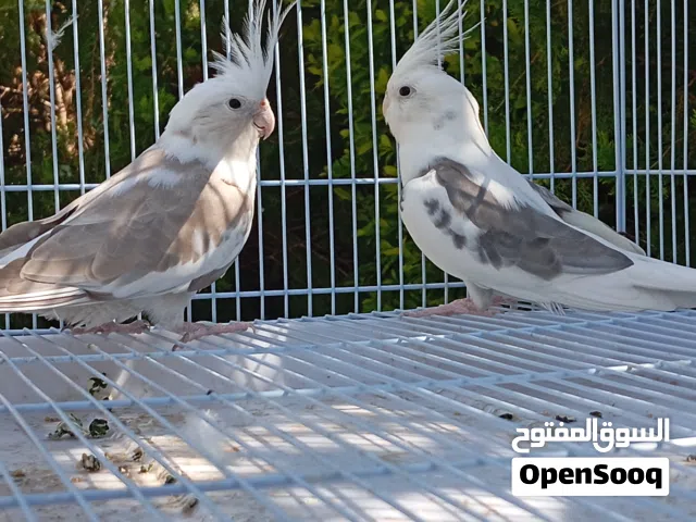 كويبة كوكتيل فرنساوي درجه اولى متراومات الله يبارك