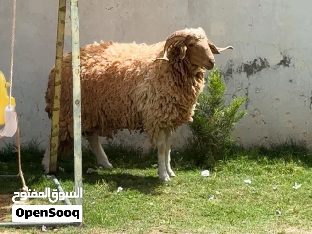 سلام عليكم خروف للبيع العمر سنه