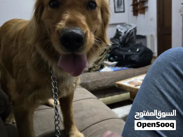 جولدن ريتريفر بيور 1000000%