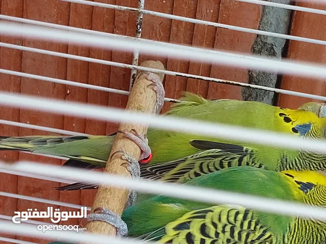 كوبياا بقلينوو اقره الوصف كويس