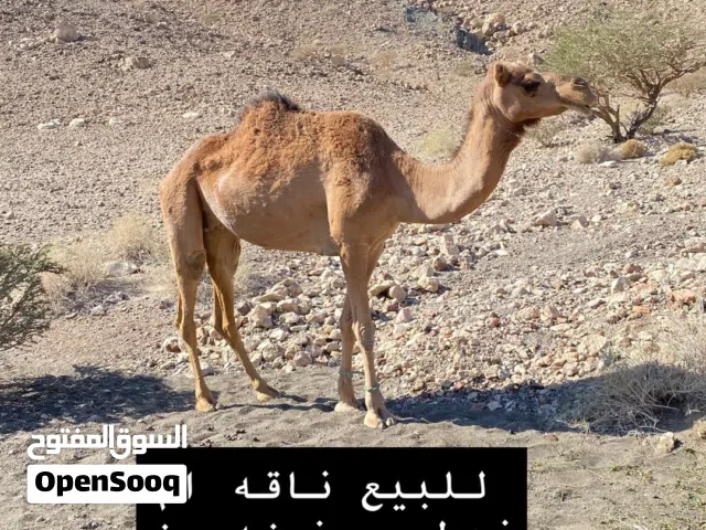 ثلاث نوق للبيع