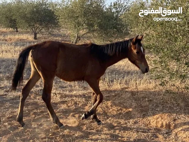 مهرة عربية للبيع