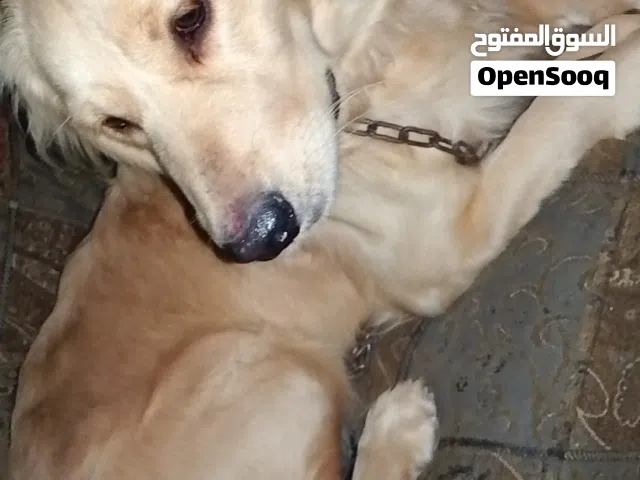 كلب انثى جولدن
