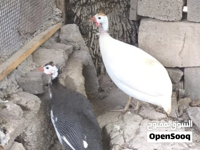 متاح زوج قبچ