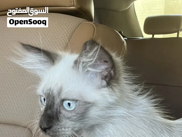 شيرادي هملايا