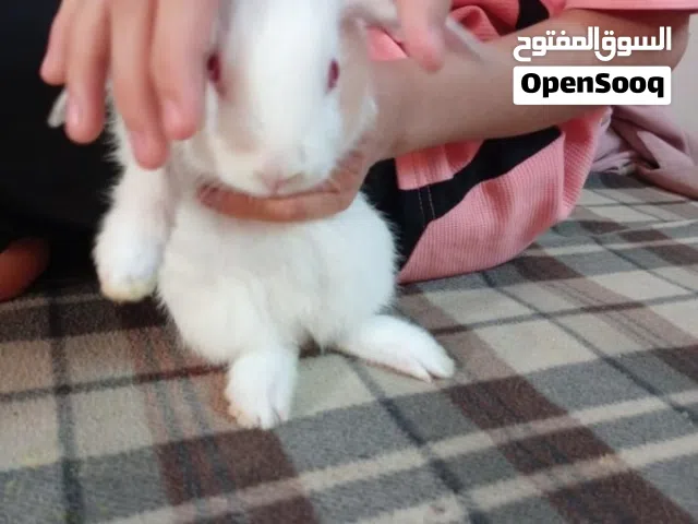 ارانب صغيرة