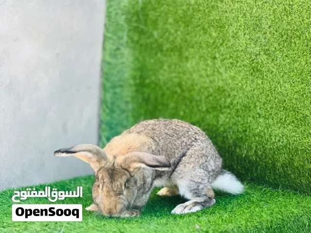 ارانب للبيع