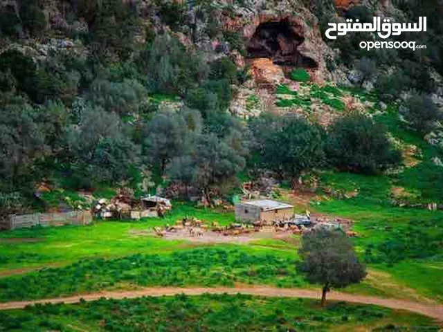 محمد الحياني