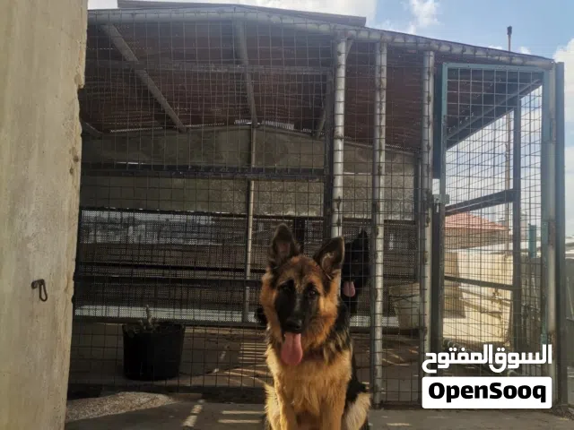 كلب جيرمن انثى للبيع 175 دينار قابل للتفاوض