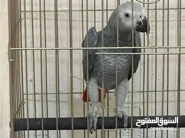 زنجباري كاسكو