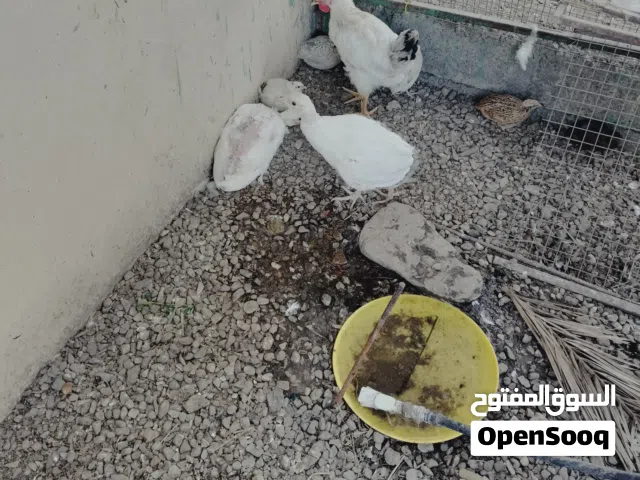طيور الفزن ذكر وانثه العمر سنه وشهرين لون لأبيض /اقبل بدل زوج صفارد باكستاني