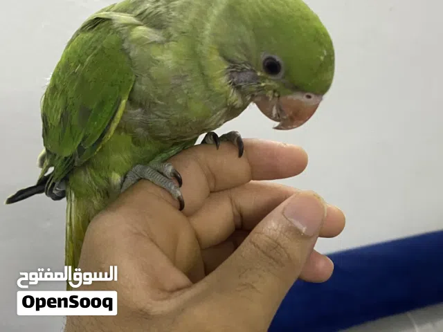 ببغاء دره للبيع اليف