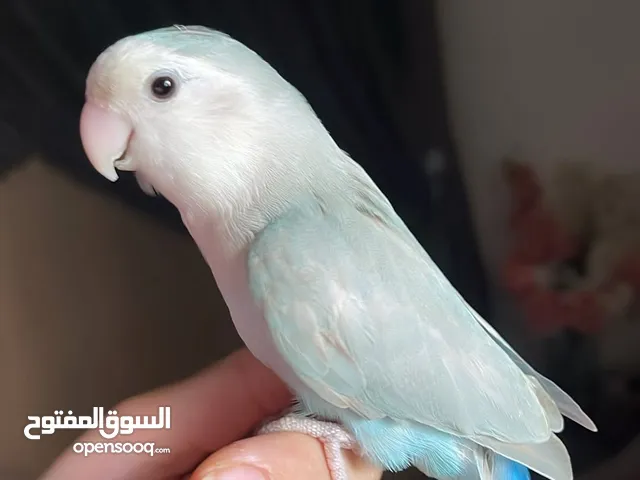 للبيع ببغاء الروز اليف جدأ لعوب مغررد يجناااان