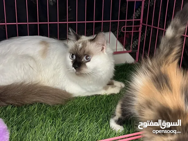 قطه لي البيع