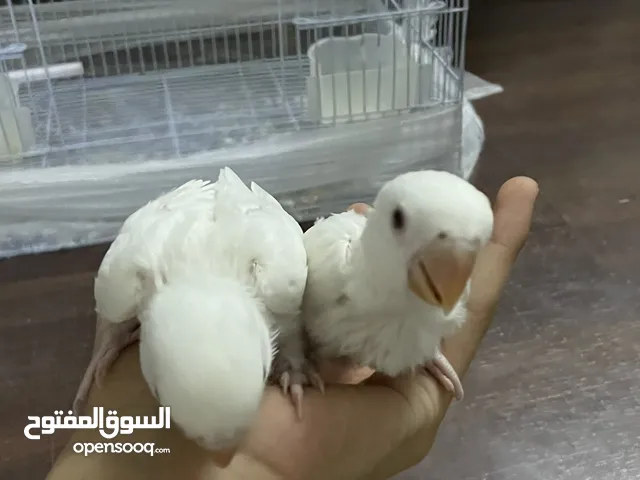 فروخ روز البينو عيون حمر