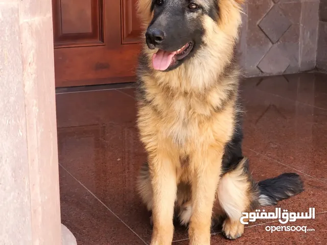 كلب جرمن شيبرد للبيع