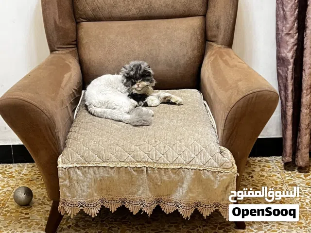 تخم شبه نضيف
