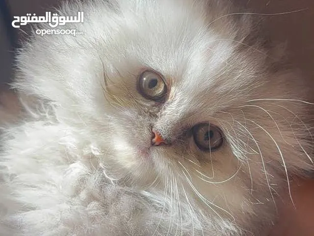 قطه صغيره عمرها 7اشهر