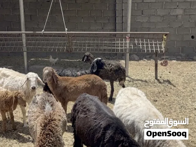 للبيع جعد وحملات  مجرد ناشر التواصل ع الرقم ف الاستماره