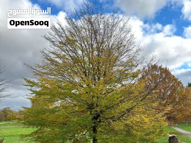 مطلوب حمام لوت بسعر مناسب  مطلوب كناري بسعر مناسب   مطلوب أرنب   مطلوب بط  مطلوب دجاج